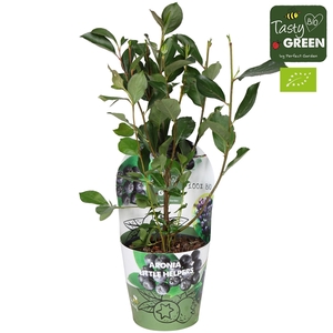 Aronia Little Helpers Bio P14 potcover