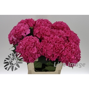 Hydrangea rodeo red