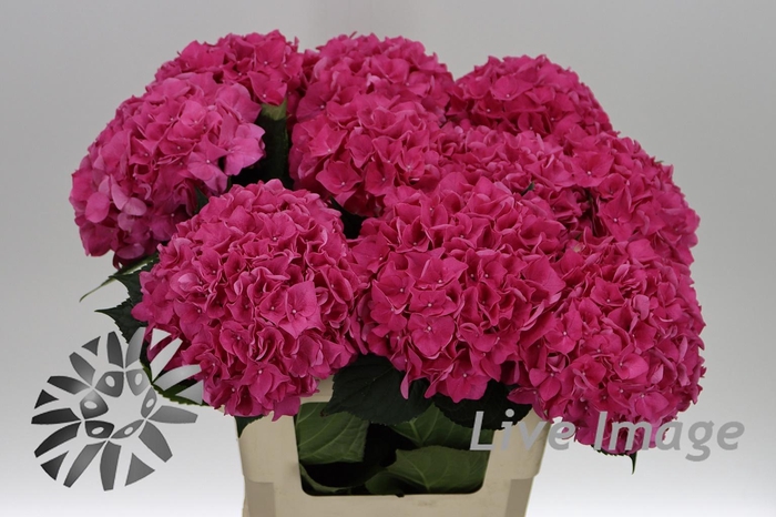 <h4>Hydrangea rodeo red</h4>
