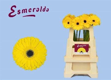 <h4>Ge Gr Don Leo</h4>