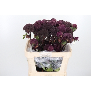 ANGELICA GIGAS