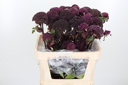 <h4>ANGELICA GIGAS</h4>