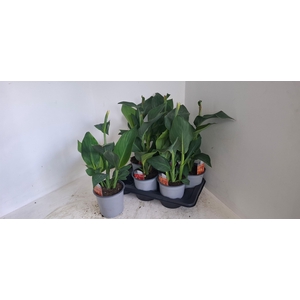 CANNA CANNOVA GEM