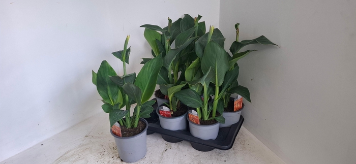 <h4>CANNA CANNOVA GEM</h4>