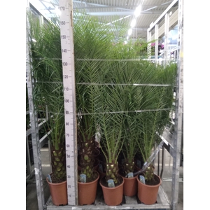 Phoenix roebelenii