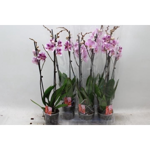 PHAL OV