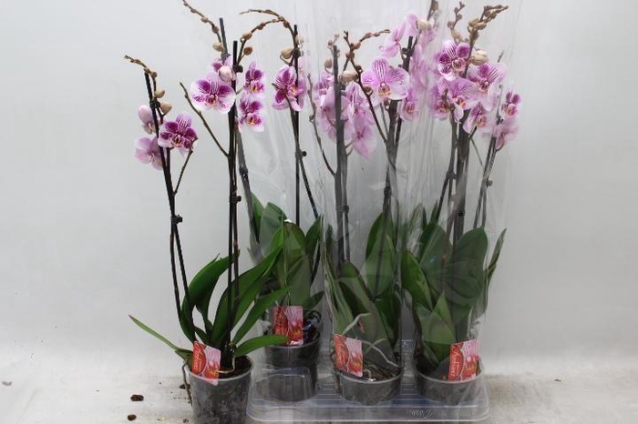 <h4>PHAL OV</h4>