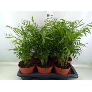 Chamaedorea elegans