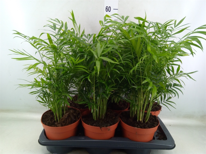 <h4>Chamaedorea elegans</h4>