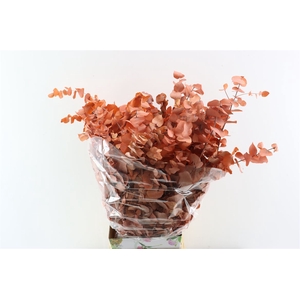 Pres Euca Stuartiana Apricot Bunch