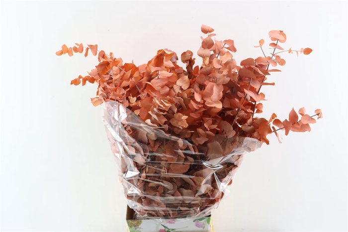 <h4>Pres Euca Stuartiana Apricot Bunch</h4>