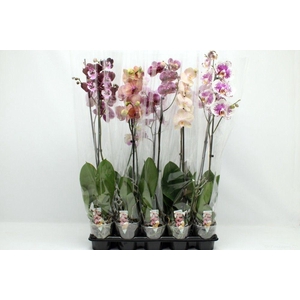 Gemengd A2 1tak 80cm