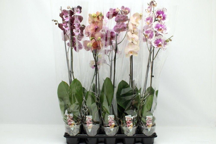 <h4>Gemengd A2 1tak 80cm</h4>