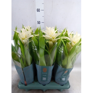 Guzmania  'Deseo White'