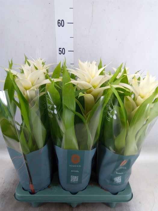 <h4>Guzmania  'Deseo White'</h4>