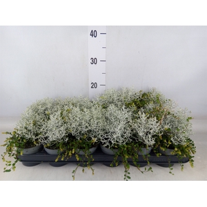 Muehlenbeckia com. 'Mao'ri'