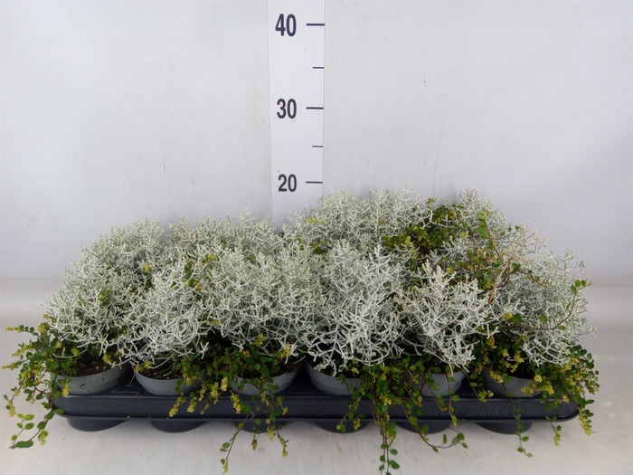 <h4>Muehlenbeckia com. 'Mao'ri'</h4>
