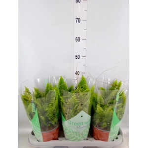 Nephrolepis exal. 'Green Moment'