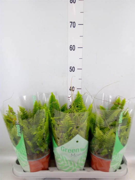 <h4>Nephrolepis exal. 'Green Moment'</h4>