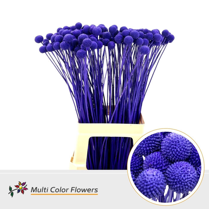 <h4>Craspedia Violet Donker</h4>