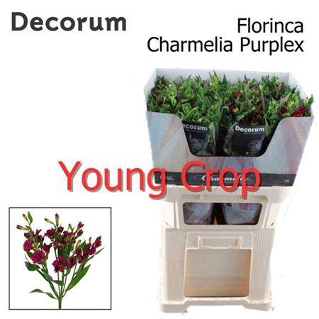 <h4>Alstroemeria Fl Charme Purpl</h4>