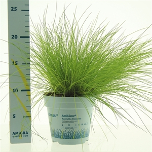 Deschampsia flexuosa AmiLime®