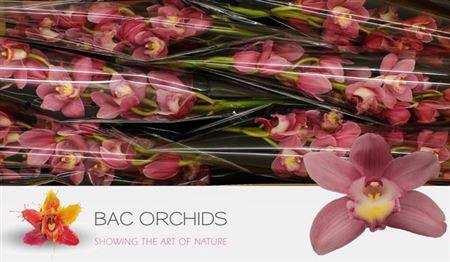 <h4>Cymb T Bella Donna Rosanna</h4>