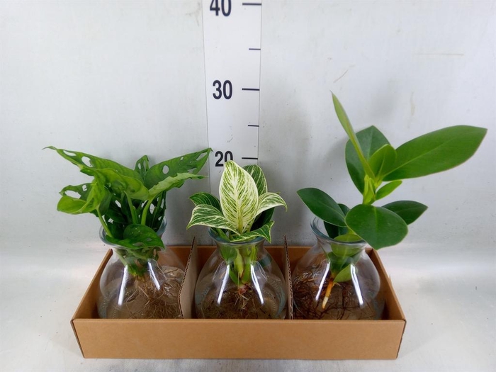 <h4>Planten  ..mix</h4>