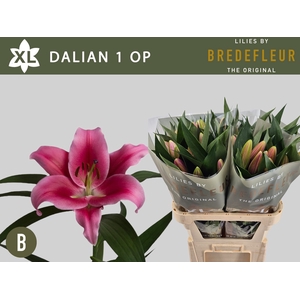 LI OT DALIAN 1+