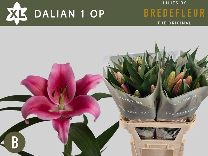<h4>LI OT DALIAN 1+</h4>