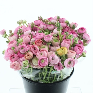 Ran El Sr Pink Super