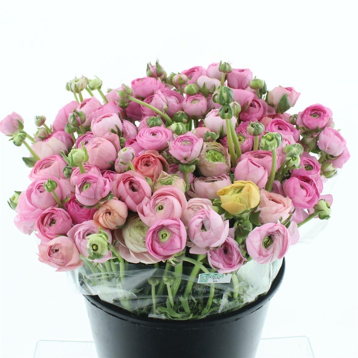 <h4>Ran El Sr Pink Super</h4>