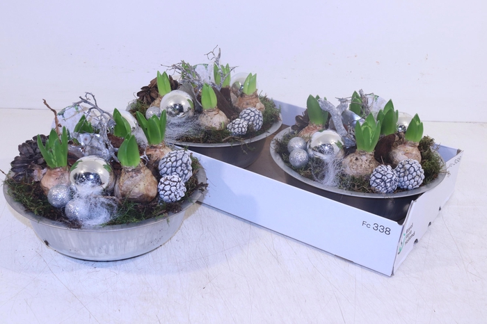 <h4>Arr Hyacinth</h4>