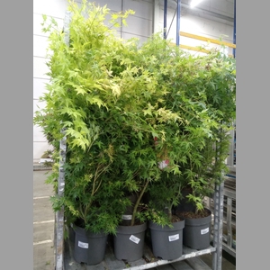 Acer palmatum