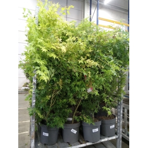 Acer palmatum