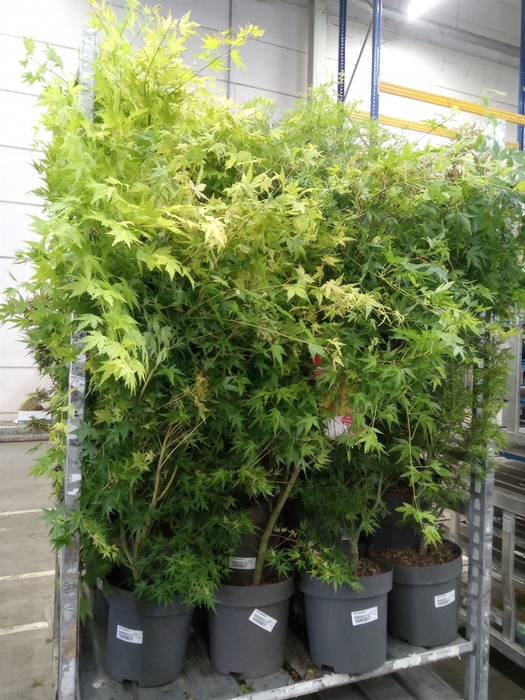 <h4>Acer palmatum</h4>