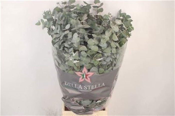 <h4>EUC CINEREA PER BOS</h4>