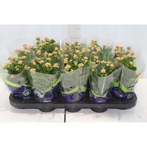KALANCHOE DOBRADO P11 LARANJA