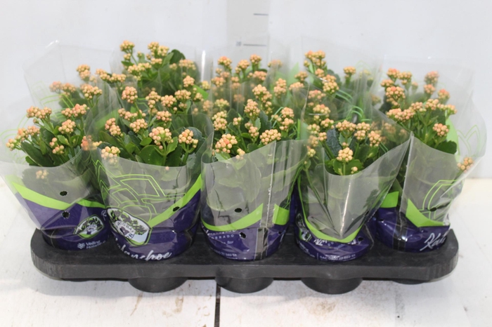 <h4>KALANCHOE DOBRADO P11 LARANJA</h4>