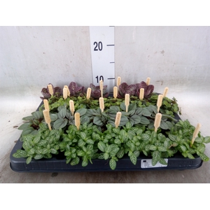 Planten  ..mix