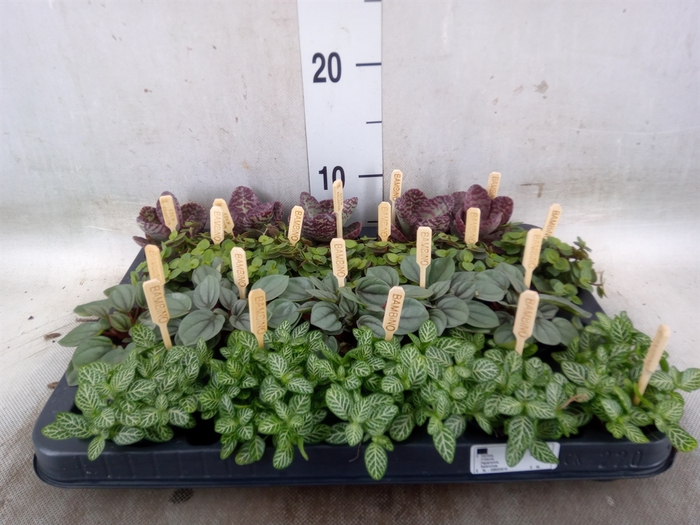 <h4>Planten  ..mix</h4>