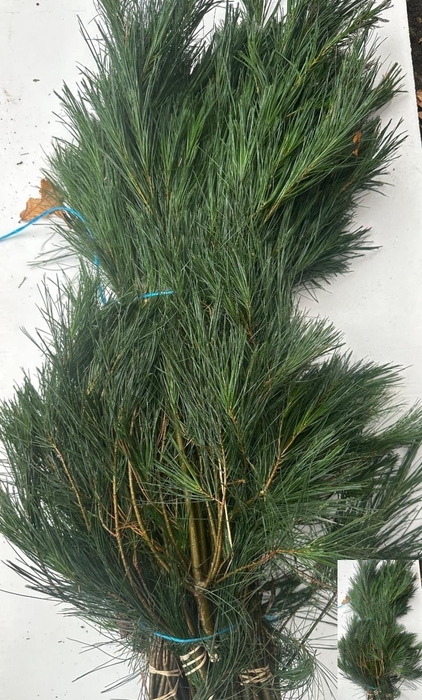 <h4>PINUS STROBUS BS</h4>