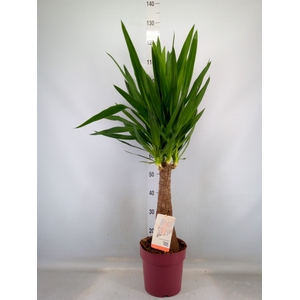 Yucca elephantipes   ...