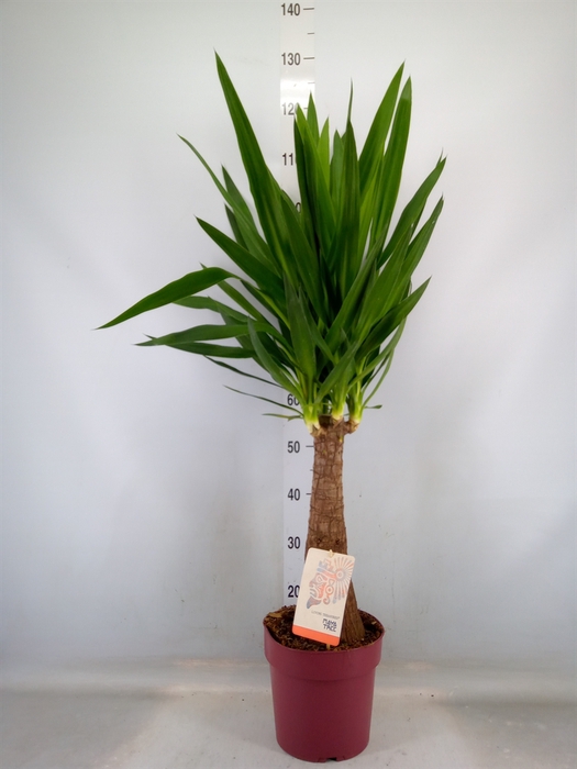 <h4>Yucca elephantipes   ...</h4>