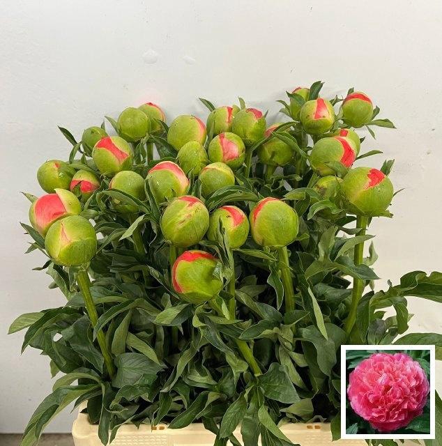 <h4>PAEO CORAL SUNSET</h4>