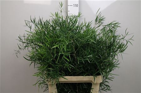 <h4>Asp Falcatus</h4>