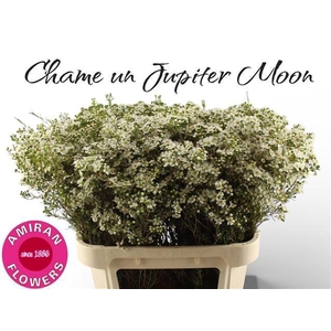 CHAME UN JUPITE MOON