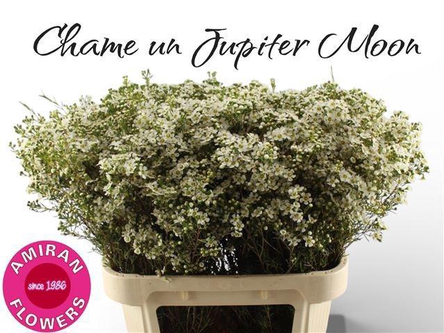 <h4>CHAME UN JUPITE MOON</h4>