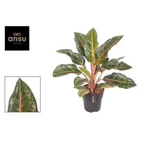 Aglaonema Pumpkin Green