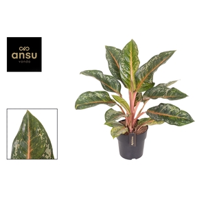 Aglaonema Pumpkin Green